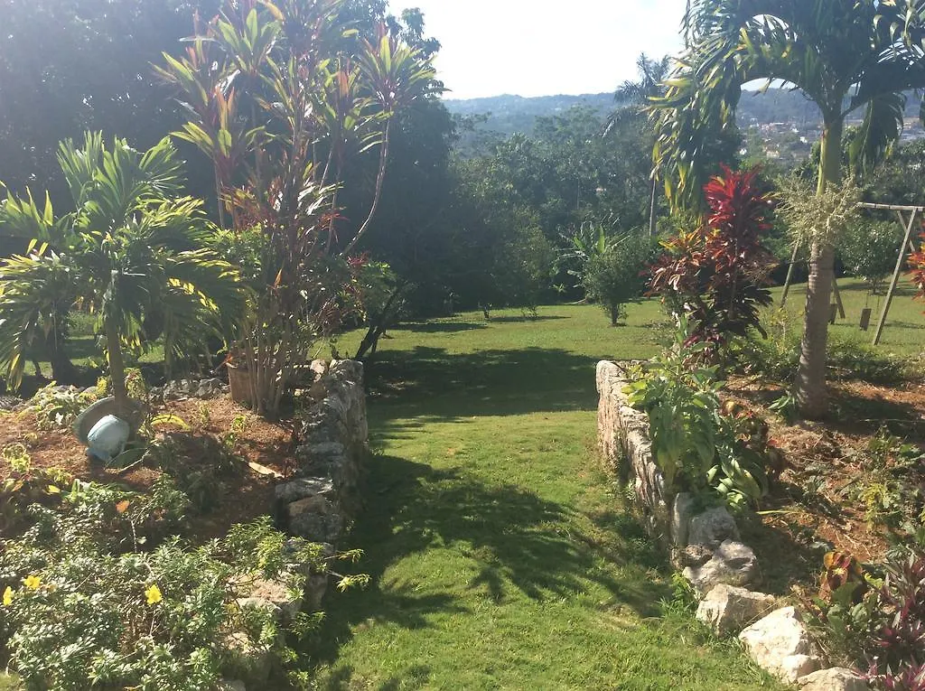 June Plum Bed And Breakfast Mandeville Jamaica